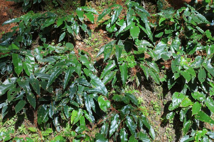 岑松鎮(zhèn)灣根村林下淫羊藿種植基地里種植的淫羊藿。