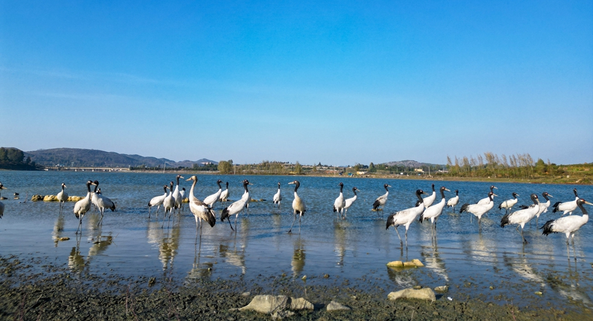 11月17日，國(guó)家一級(jí)保護(hù)動(dòng)物黑頸鶴在威寧縣草海嬉戲。王近松攝