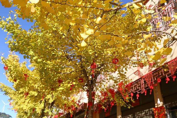 在云上結(jié)構(gòu)，金黃的銀杏、藍天、白云、身著民族服飾的人們，共同繪就了唯美畫卷。湯斌攝