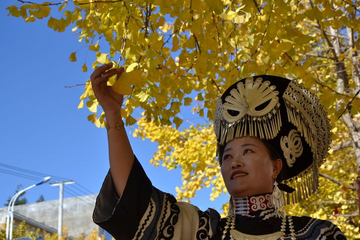 在赫章縣結(jié)構(gòu)鄉(xiāng)，滿眼金黃的銀杏唯美畫卷，在藍天、白云的映襯下迎風飛舞。身著民族服飾的人們，來到在這里打卡，留下美好回憶。劉虹艷攝