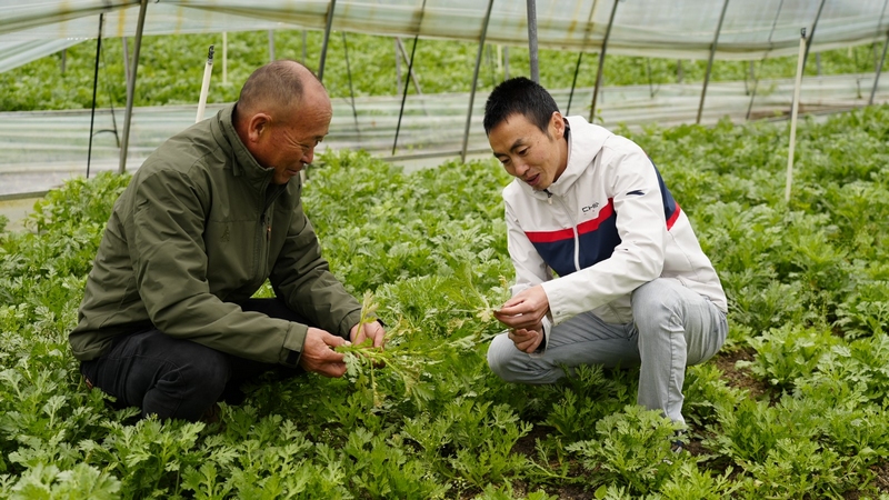 紅楓湖鎮(zhèn)民樂村的羊肚菌種植基地內(nèi)，工人正在翻整土地。沈建華 攝