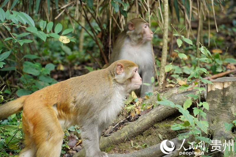 黔靈山公園里，野生獼猴隨處可見。人民網(wǎng) 陽茜攝