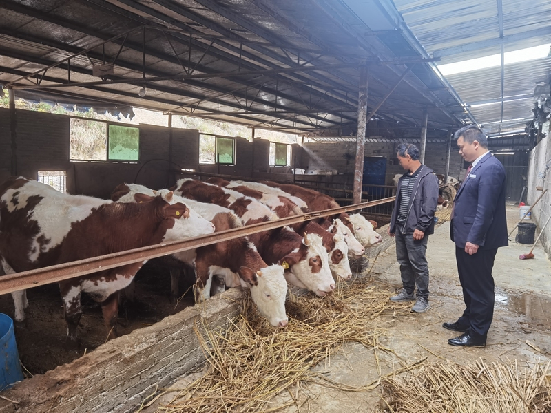 （圖為：種植喂養(yǎng)肉牛的青草）