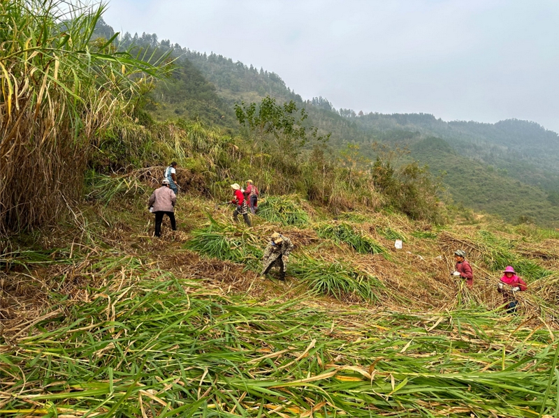農(nóng)戶手持割草機(jī)在飼草叢中來(lái)回穿梭，有序地將剛飼草割下捆好