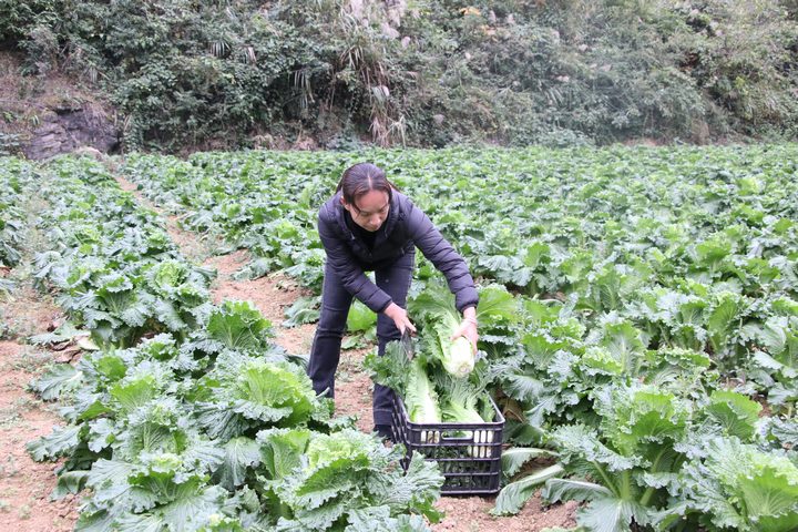 圖為印江自治縣峨嶺街道楊柳塘村的菜農(nóng)在收割成熟的新鮮蔬。梅亞軍攝