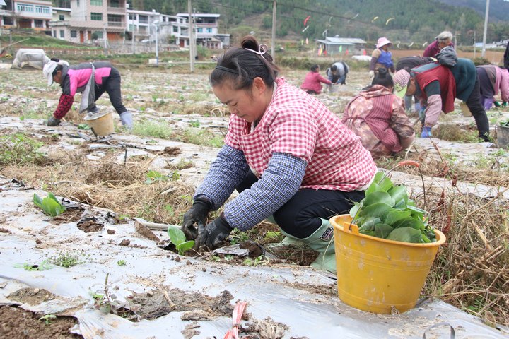 圖為印江自治縣木黃鎮(zhèn)新民壩區(qū)蔬菜基地的群眾正在栽種甘藍苗。梅亞軍攝