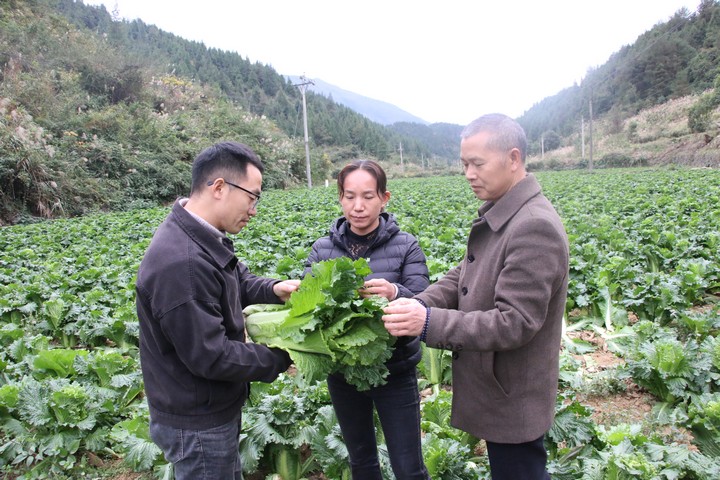 圖為印江自治縣農(nóng)業(yè)農(nóng)村局的農(nóng)技人員深入蔬菜基地了解蔬菜上市情況。梅亞軍攝