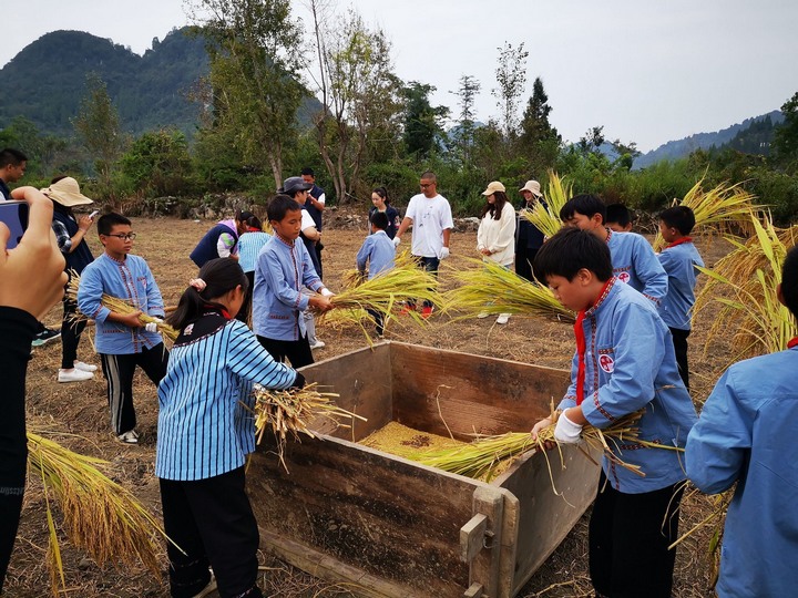 圖為組織學(xué)生到勞動教育實踐實訓(xùn)基地進(jìn)行稻谷收割。