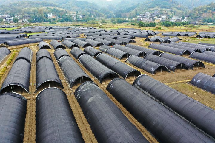 劍河縣南明大壩羊肚菌種植基地。彭開燚攝