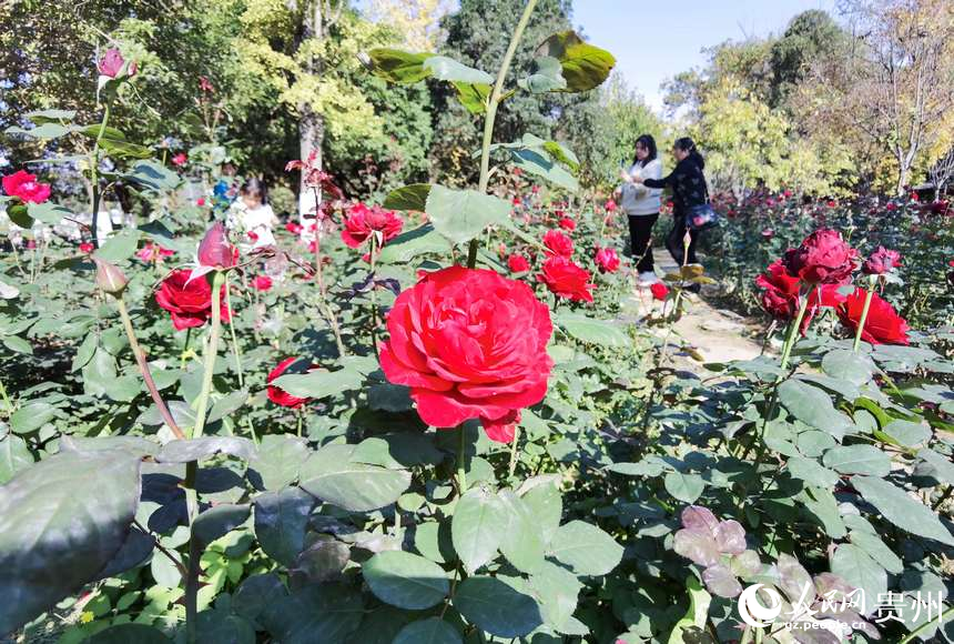 公園內(nèi)盛開的鮮花。人民網(wǎng)記者 王秀芳攝