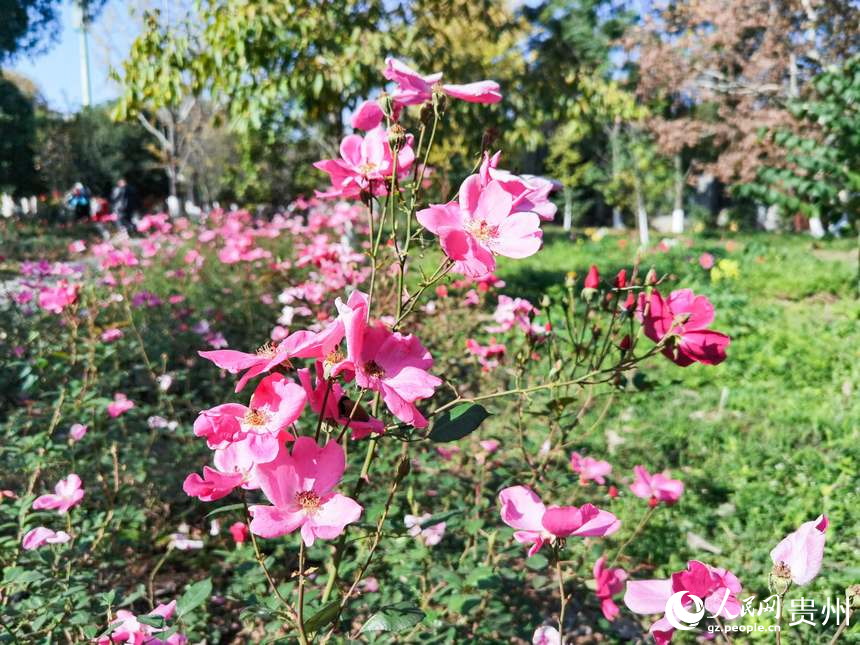 公園內(nèi)盛開的鮮花。人民網(wǎng)記者 王秀芳攝
