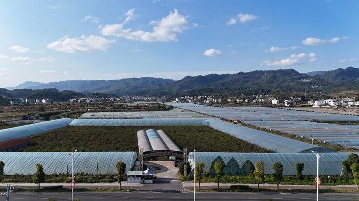 金沙縣西洛街道葡萄種植園。