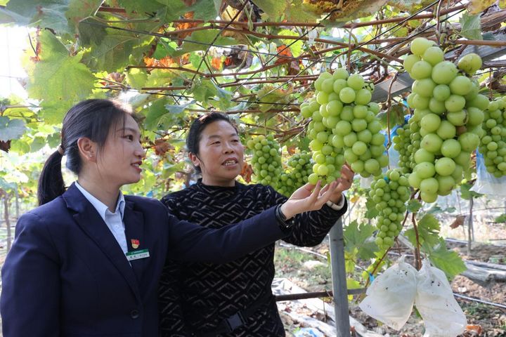 郵儲銀行工作人員正在了解陸安碧的葡萄基地。