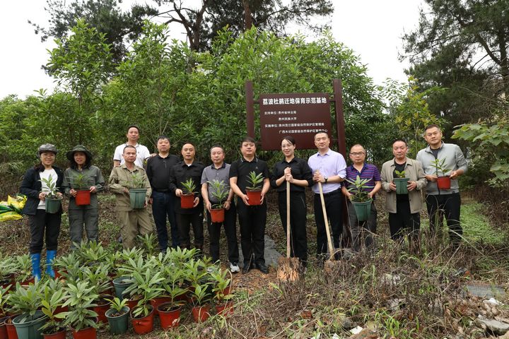 6 學(xué)院專家參與荔波杜鵑回歸種植和遷地保護(hù)工作。
