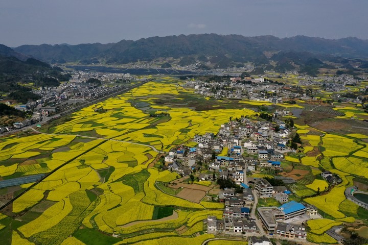 金沙建設(shè)高標(biāo)準(zhǔn)農(nóng)田 夯實農(nóng)業(yè)發(fā)展“耕”基 。
