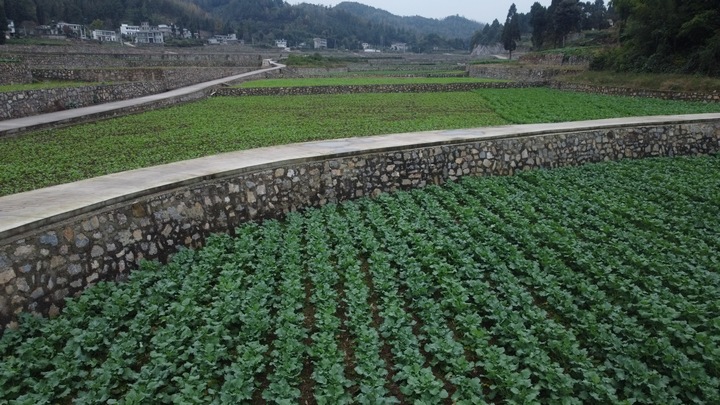 金沙建設(shè)高標(biāo)準(zhǔn)農(nóng)田 夯實農(nóng)業(yè)發(fā)展“耕”基 。