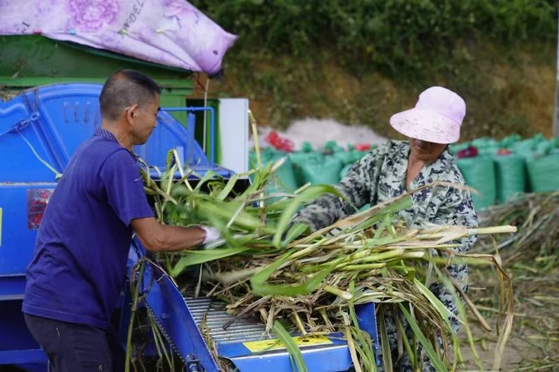 11.工人打包牧草（板橋鎮(zhèn)人民政府供圖）