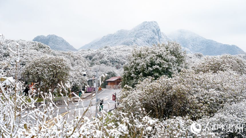雪后的百里杜鵑景區(qū)。人民網(wǎng)記者 涂敏攝