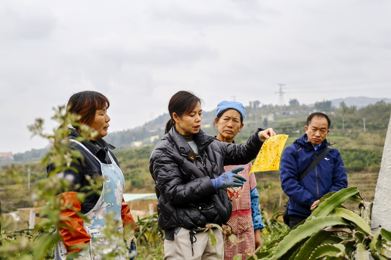 農(nóng)技人員給果農(nóng)講解火龍果冬季管護方法