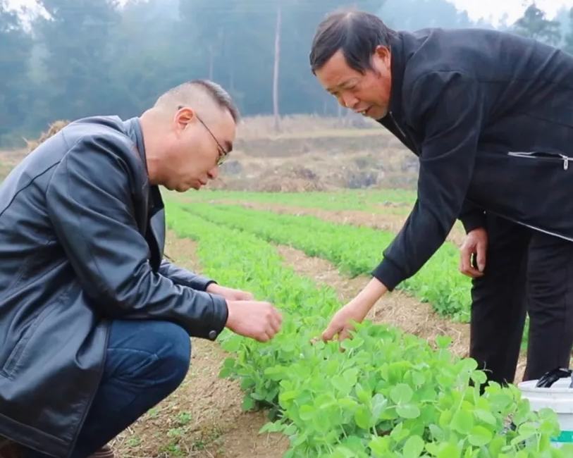 近年來(lái)，花山苗族鄉(xiāng)充分利用豐富的林業(yè)資源大力發(fā)展林下經(jīng)濟(jì)，走出一條生態(tài)與經(jīng)濟(jì)雙贏的綠色發(fā)展之路。