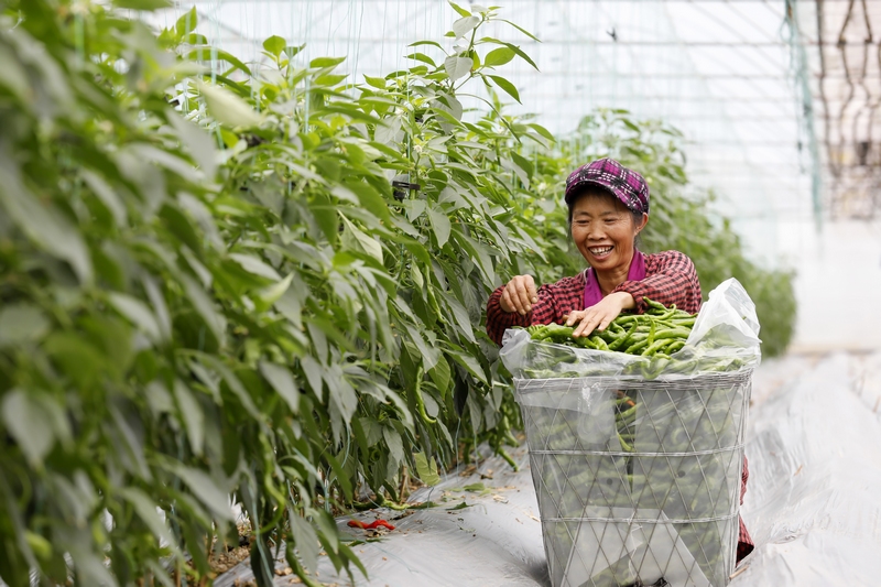 村民在蔬菜種植基地采摘辣椒