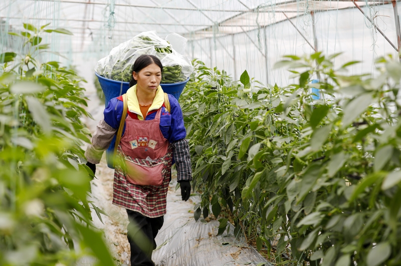村民在蔬菜種植基地搬運(yùn)辣椒
