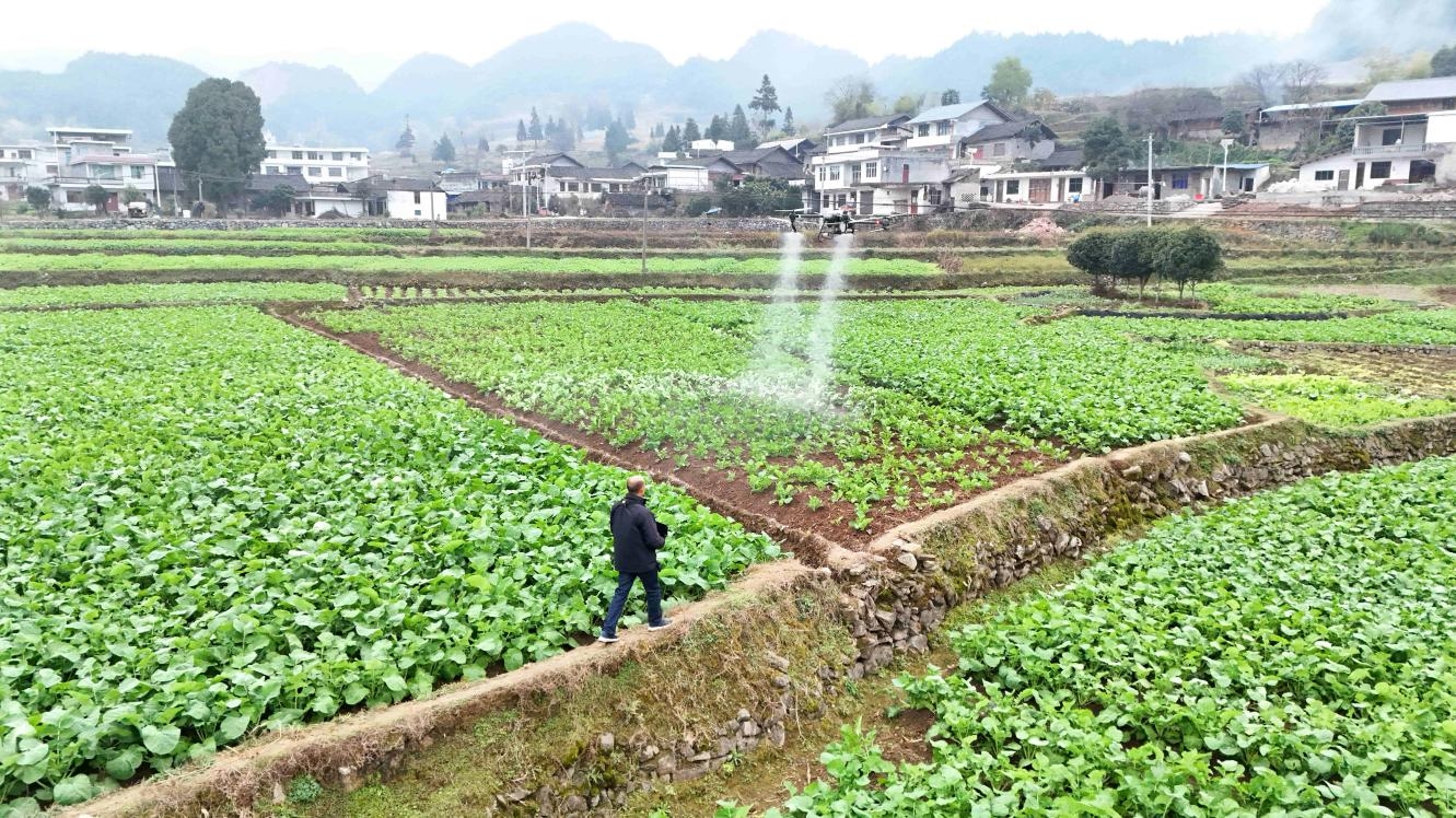 銅仁加強(qiáng)油菜田管 確保安全越冬。