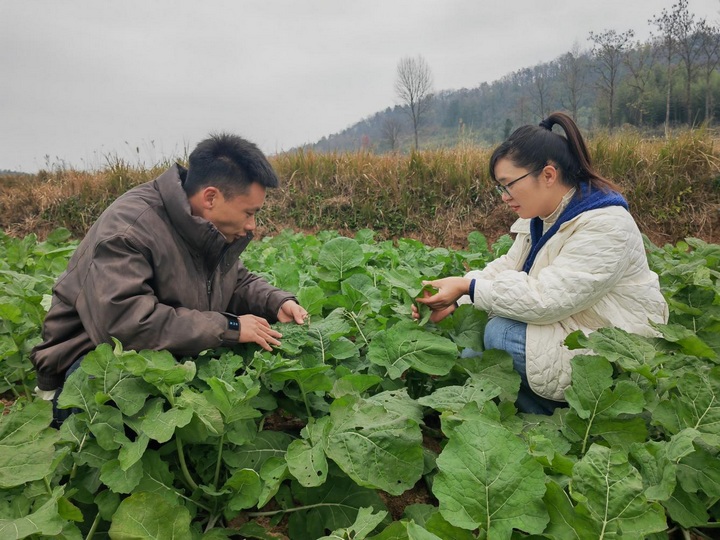 銅仁加強(qiáng)油菜田管 確保安全越冬。