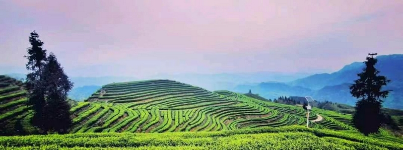 4 沿河中寨鎮(zhèn)萬畝茶場(chǎng)。