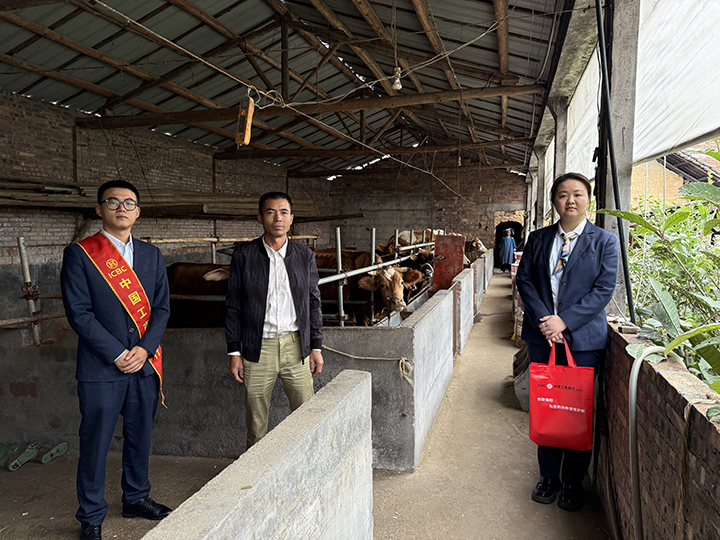1 圖為工行興義貞豐支行工作人員上門實(shí)地調(diào)查肉牛養(yǎng)殖情況。