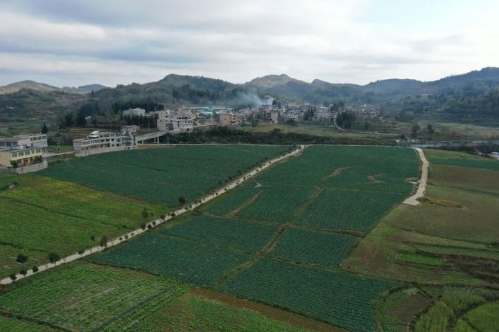 精品蔬菜種植基地。.jpg