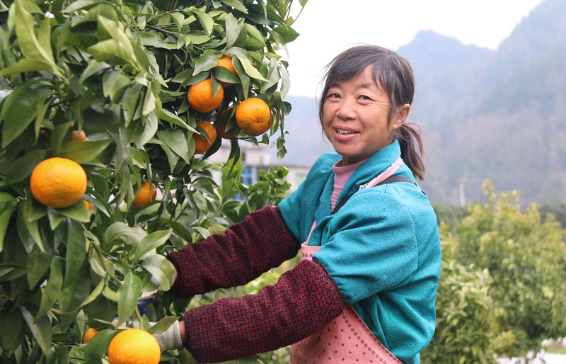 1 黑水鎮(zhèn)朝陽村柑橘成熟。.jpg