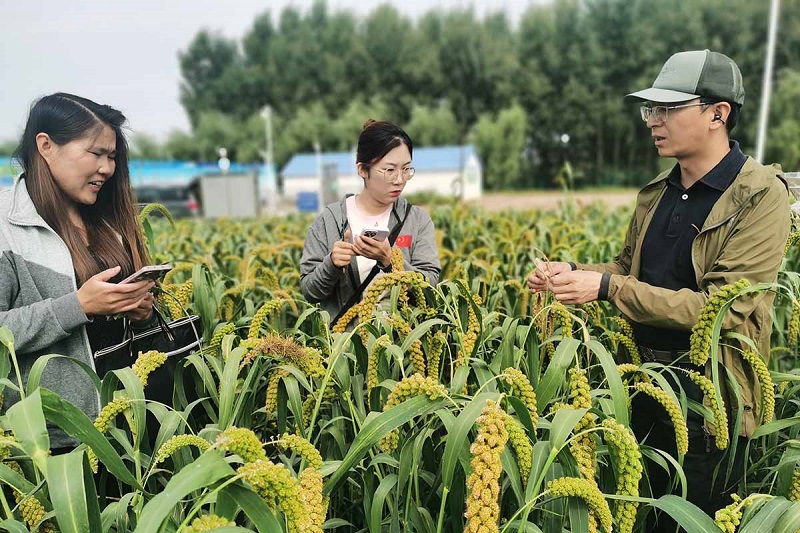 徐興?。ㄓ遥┰诠茸犹镏袑ふ腋杉饩€蟲病害植株，準(zhǔn)備分離鑒定干尖線蟲種類，為防控工作做準(zhǔn)備。受訪者供圖