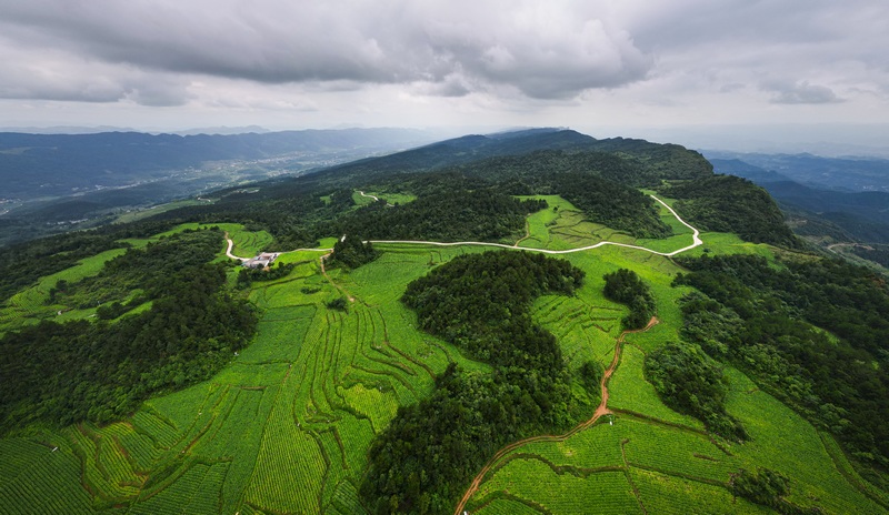 滿山“金山”點(diǎn)綴了沿河的青山。