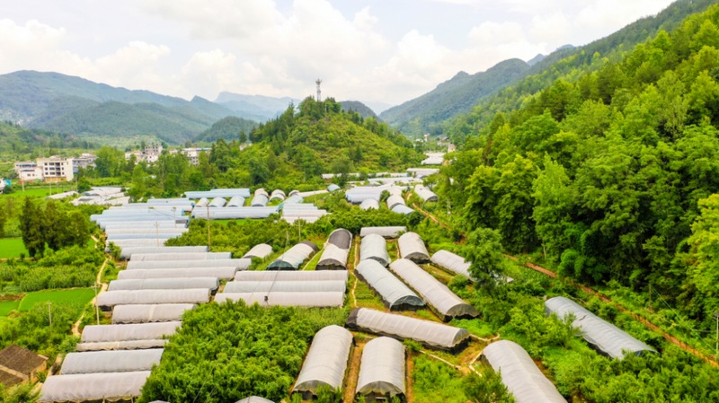 中界鎮(zhèn)大健康產(chǎn)業(yè)園鐵皮石斛示范基地。