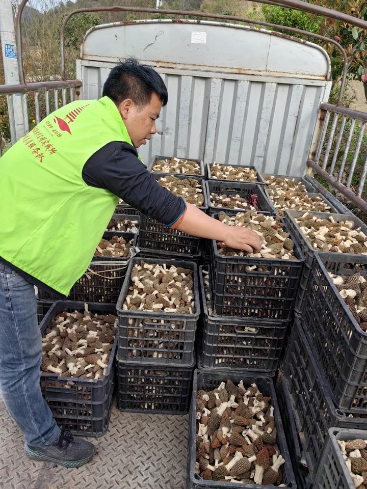白果村2023年羊肚菌收獲。