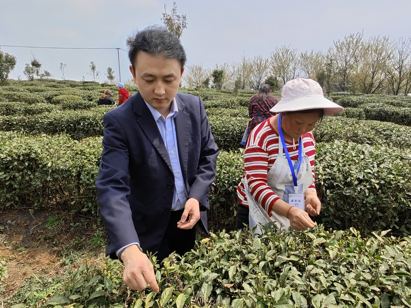3-茶葉種植基地，與茶農(nóng)共同采茶