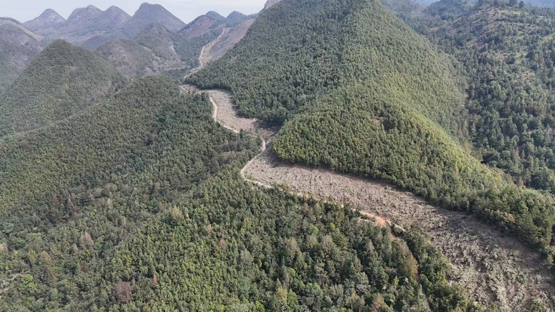 平塘縣甲茶鎮(zhèn)金貢村生物防火阻隔帶線路全景圖