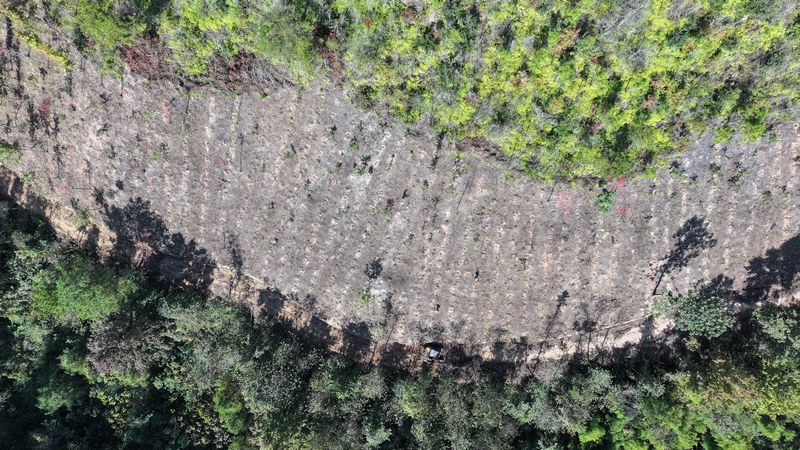 惠水縣蘆山鎮(zhèn)小石村生物防火阻隔帶項目實施后效果
