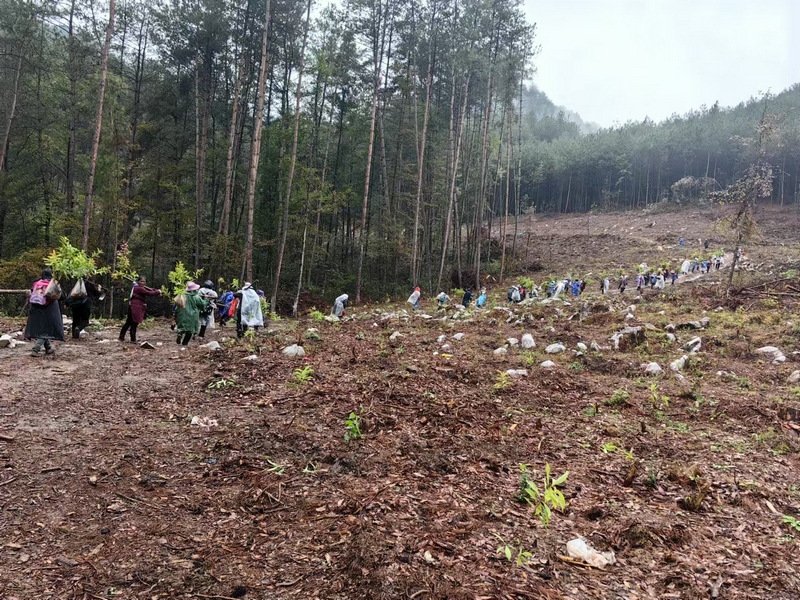 惠水縣擺金鎮(zhèn)捫擺村工人上山植苗