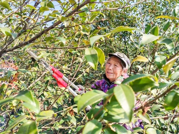 油茶管護(hù)忙.jpg