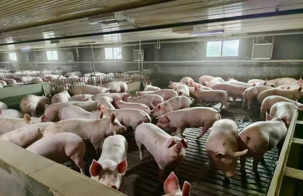成群生豬在干凈整潔的豬舍內(nèi)悠閑進(jìn)食