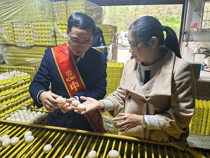 工行興義興仁支行查看養(yǎng)雞場經(jīng)營情況。