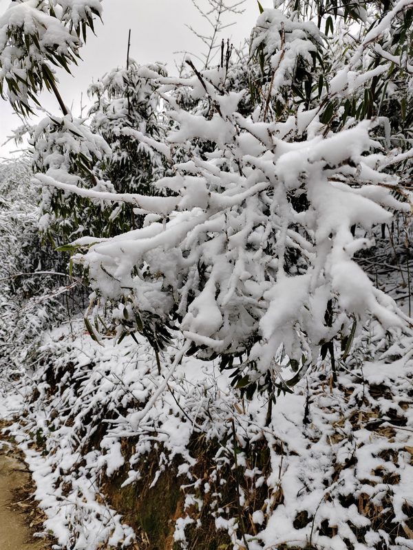 樹枝被積雪壓彎了腰（習(xí)水縣融媒體中心供圖）.jpg