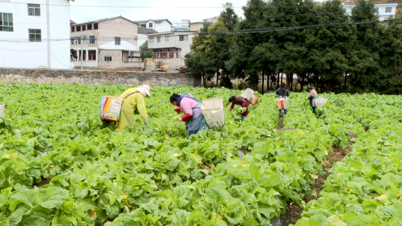 白巖鎮(zhèn)高管村蔬菜種植基地，村民們正熟練地采摘著成熟的白菜苔。