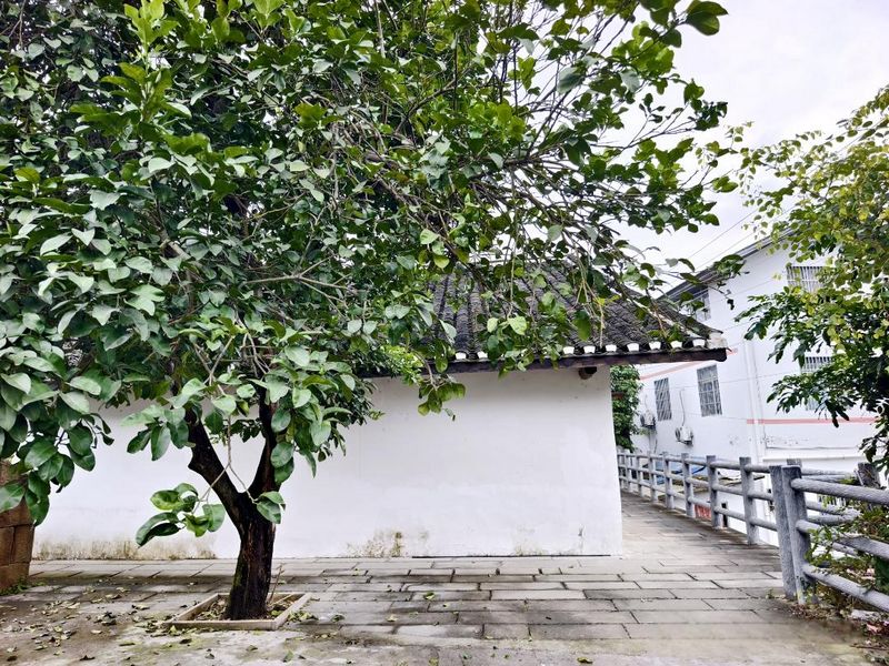 老宅旁的柚子樹（習(xí)水縣融媒體中心供圖）.jpg