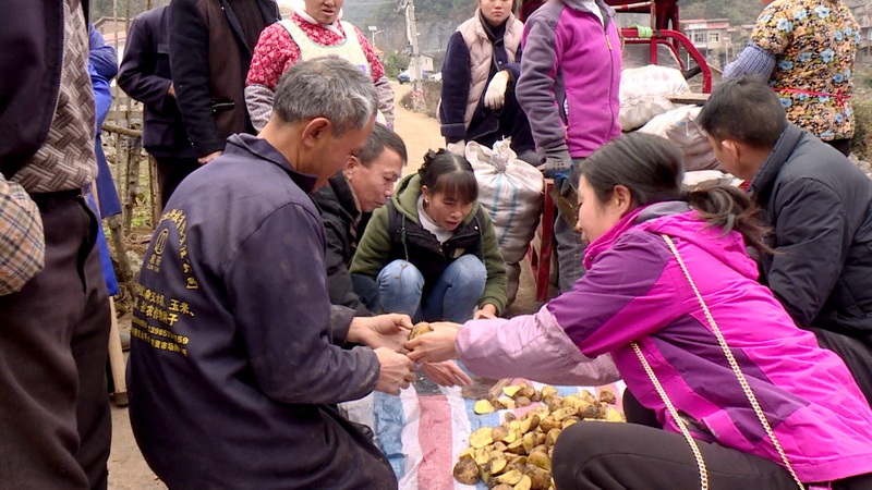農(nóng)技人員針對(duì)馬鈴薯切塊、拌種、施肥、播種等種植全過(guò)程的各個(gè)環(huán)節(jié)，向種植戶們逐一耐心細(xì)致地講解.png