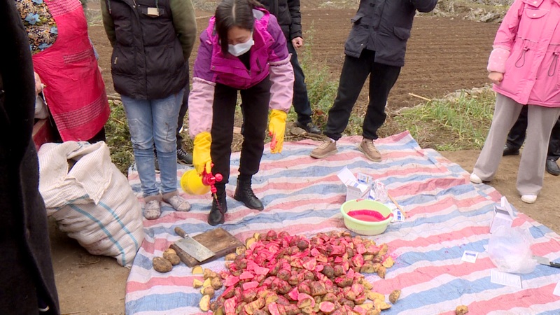 農(nóng)技人員針對(duì)馬鈴薯切塊、拌種、施肥、播種等種植全過(guò)程的各個(gè)環(huán)節(jié)，向種植戶們逐一耐心細(xì)致地講解1.png