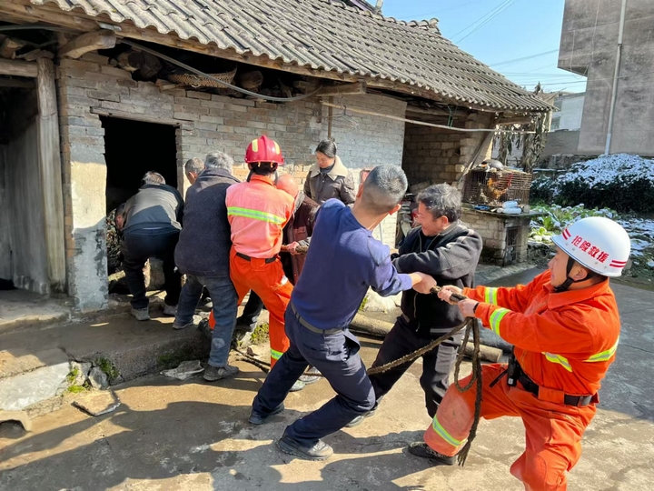 消防員、公民民警、政府工作人員和村民一起營救肥豬。