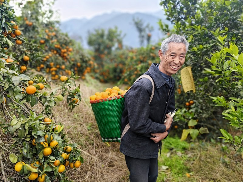 村民蔣明權(quán)采摘沃柑.jpg